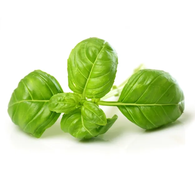 Basil Leaves